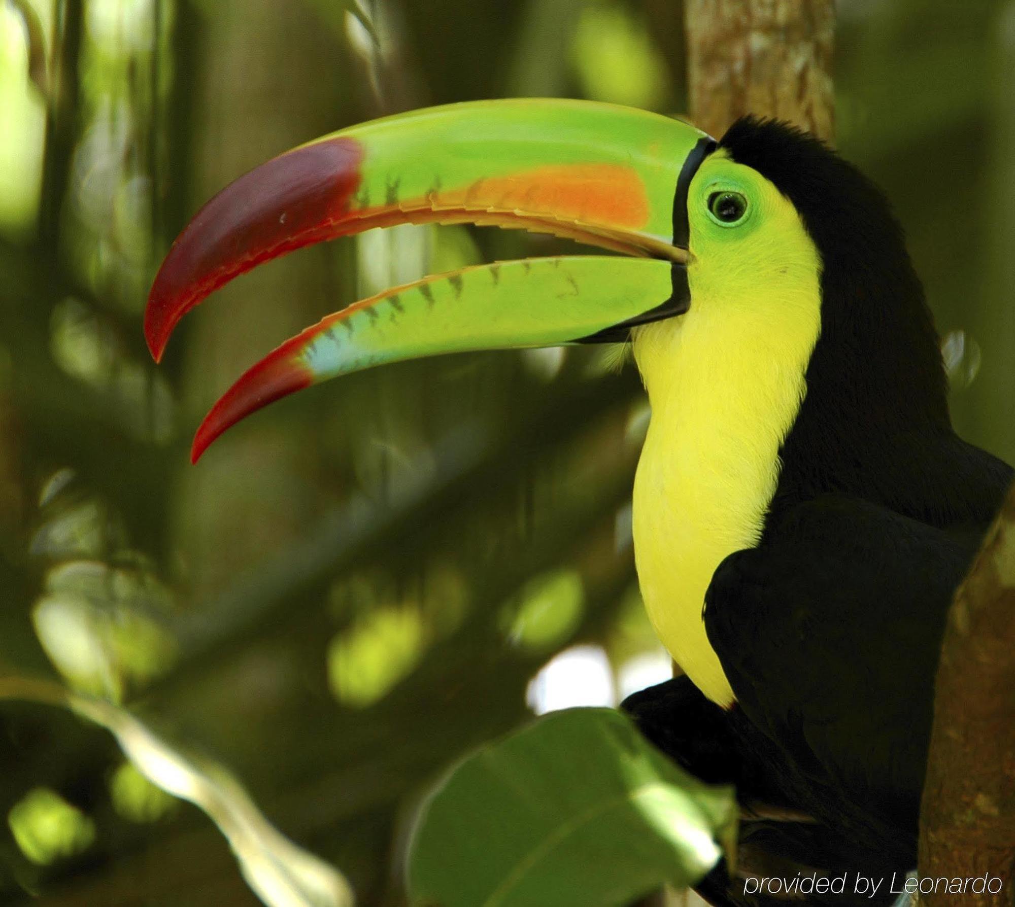 Machaca Hill Rainforest Canopy Lodge Punta Gorda Exterior foto